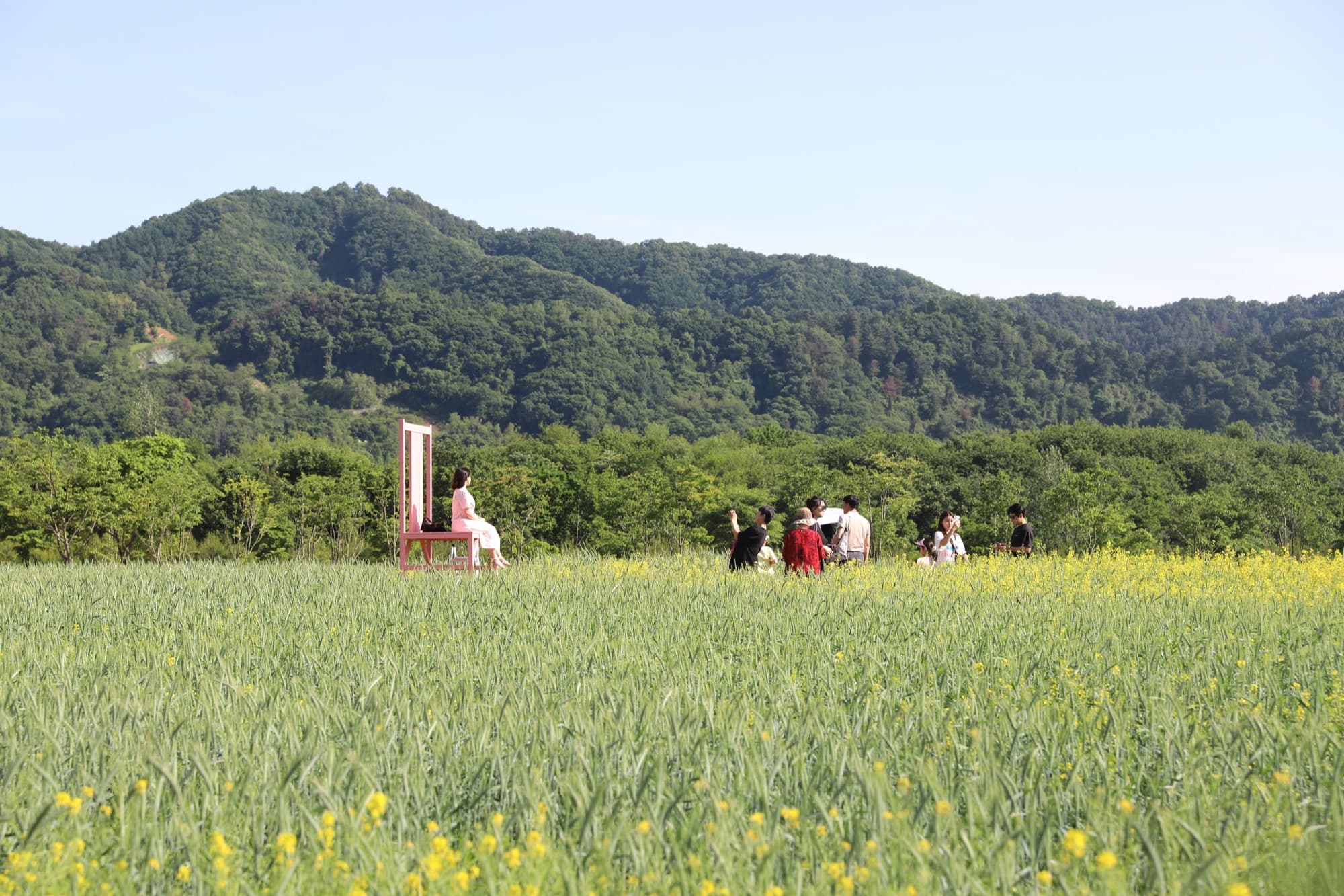 유채 및 청보리(2)