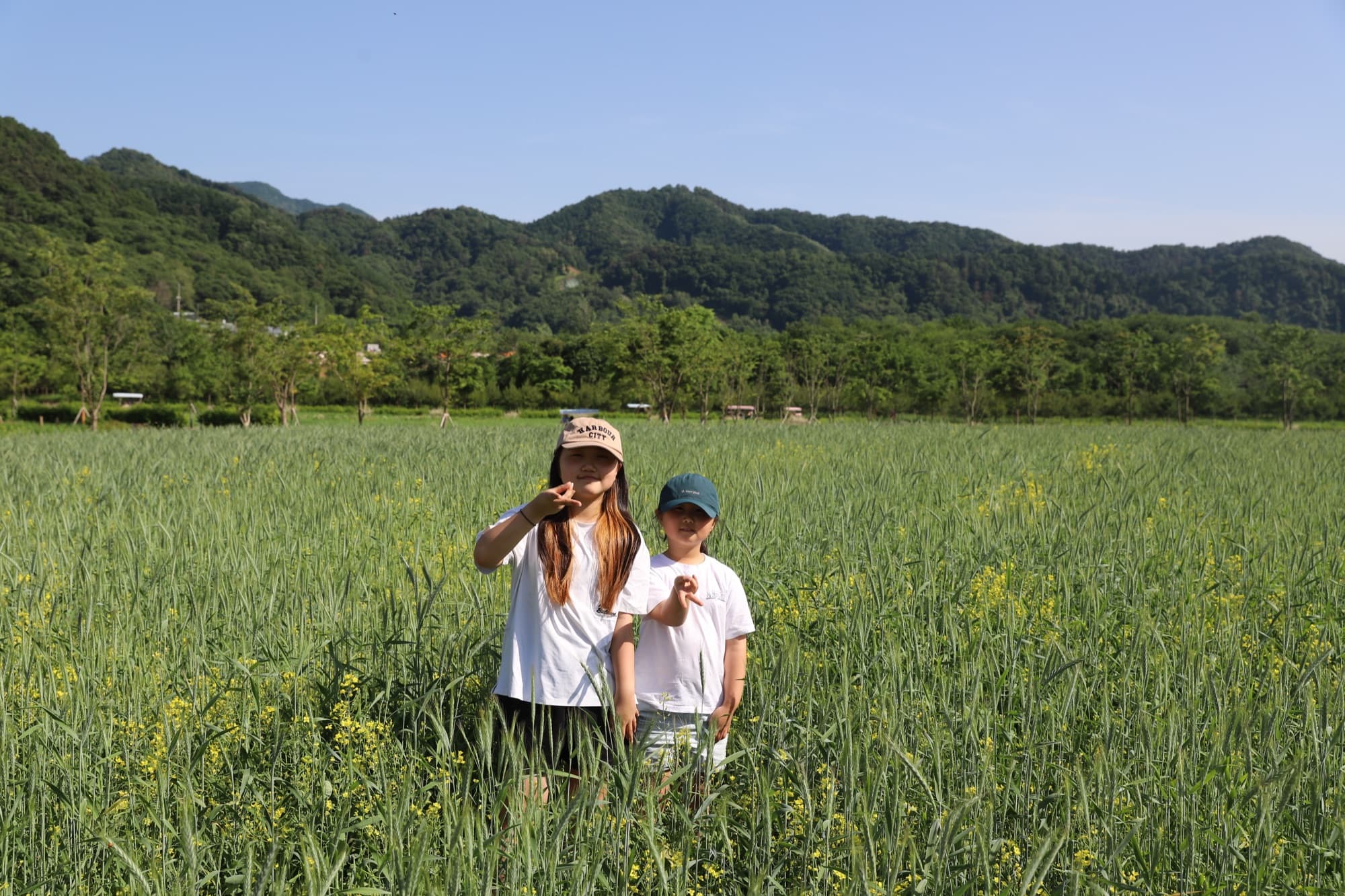 청보리(2)
